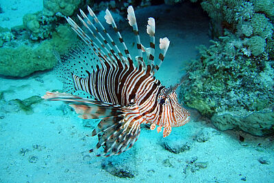 Agrandir l'image, fenêtre modale